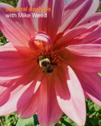 Spectral Analysis with Mike Weed
