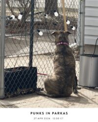 Punks In Parkas